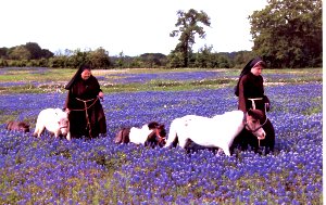 in the bluebonnets