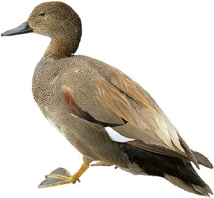 A regular duck