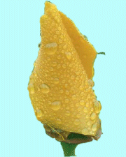 gif_rose